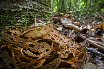 Fer-de-lance (Bothrops asper) resting in leaf litter on the rainforest floor, Boca Tapada region, Costa Rica.