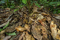 Hog-nosed pit viper (Porthidium nasutum) camouflaged in leaf litter on the rainforest floor, Boca Tapada region, Costa Rica.