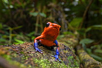 Strawberry poison dart frog (Oophaga pumilio) blue jeans morph, resting on forest floor, Boca Tapada, Atlantic slope, Costa Rica.