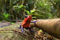 Strawberry poison dart frog (Oophaga pumilio) blue jeans morph, resting on forest floor, Boca Tapada, Atlantic slope, Costa Rica.