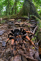 Costa Rican orange-kneed tarantula (Megaphobema mesomelas) female, on rainforest floor, Bosque de Paz, Montane forest, Atlantic slope, Costa Rica.