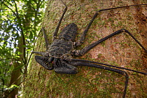 Tailless whip scorpion (Amblypygi) resting on tree trunk during the day, Piedras Blancas National Park, near Osa Peninsula, Pacific slope, Costa Rica.