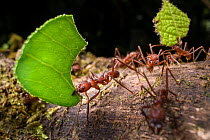 Leaf-cutter ants (Atta sp. or Acromyrmex sp.) carrying leaf fragments to the colony in lowland rainforest, Piedras Blancas National Park, near Osa Peninsula, Costa Rica.