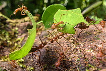 Leaf-cutter ants (Atta sp. or Acromyrmex sp.) carrying leaf fragments to the colony in lowland rainforest, Piedras Blancas National Park, near Osa Peninsula, Costa Rica.
