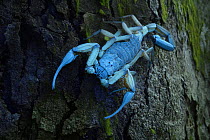 Scorpion (Scorpiones) active at night on tree trunk, illuminated with UV light, Osa Peninsula, Pacific slope, Costa Rica.