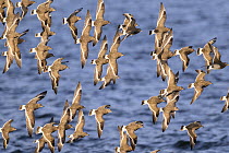 Flock of Surfbirds (Aphriza virgata) in flight over water, Sitka Sound, Sitka, Alaska, USA.
