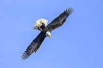 Bald eagle (Haliaeetus leucocephalus) in flight, swooping down over Sitka Sound, Sitka, Alaska, USA.