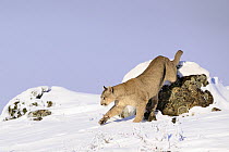 Puma (Puma concolor) female, climbing down from 'look out rock' in deep snow, Torres del Paine National Park, Patagonia, Chile.