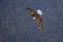 Bald eagle (Haliaeetus leucocephalus) in flight, swooping down over Sitka Sound, Sitka, Alaska, USA.