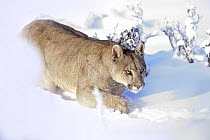 Puma (Puma concolor) female, walking through deep snow, Torres del Paine National Park, Patagonia, Chile.