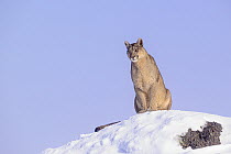 Puma (Puma concolor) female, sitting on 'look out rock' in deep snow, Torres del Paine National Park, Patagonia, Chile.