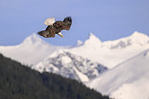 Bald eagle (Haliaeetus leucocephalus) in flight, swooping down over Sitka Sound with snow-covered mountains behind, Sitka, Alaska, USA.