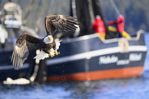 Bald eagle (Haliaeetus leucocephalus) in flight carrying Pacific herring (Clupea pallasii) prey, by-catch from commercial fishing operation, with fishing boat in the background, Sitka Sound. Sitka, Al...