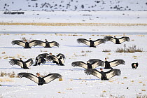 Group of Andean condors (Vultur gryphus) basking on snow-covered ground after feeding on a nearby Guanaco carcass, near Torres del Paine National Park, Patagonia, Chile.