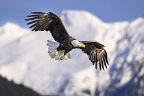 Bald eagle (Haliaeetus leucocephalus) in flight over Sitka Sound with snow-covered mountains behind, Sitka, Alaska, USA. March.