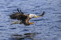Bald eagle (Haliaeetus leucocephalus) fishing for Pacific herring (Clupea pallasii), Sitka Sound, Alaska, USA, Pacific Ocean.