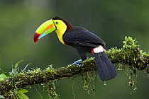 Keel-billed toucan (Ramphastos sulfuratus) perched on branch in rainforest understory, Boca Tapada region, Costa Rica.