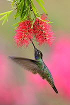 Magnificent hummingbird (Eugenes fulgens) male, nectaring at Bottle-brush flower (Callistemon sp.), Talamanca, Savegre Valley,  Costa Rica.