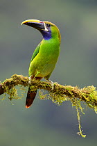 Emerald toucanet (Aulacorhynchus prasinus) or Blue-throated toucanet (Aulacorhynchus caeruleogularis) perched on branch in montane forest understorey, Savegre Valley, Pacific slope, Costa Rica.