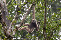 North Borneo gibbon (Hylobates funereus) hanging from branch in rainforest canopy, Tabin Wildlife Reserve, Sabah, Borneo. Endangered.