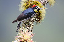Acorn woodpecker (Melanerpes formicivorus) male, perched on branch in montane forest understorey, Montane cloud forest, Savegre Valley, Pacific slope, Costa Rica.