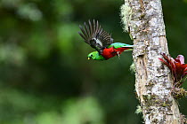 Resplendent quetzal (Pharomachrus mocinno) male, flying from nest hole, Talamanca, Atlantic slope montane rainforest, Costa Rica.