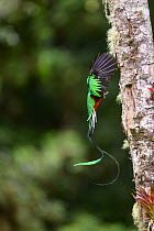 Resplendent quetzal (Pharomachrus mocinno) male, arriving at nest hole with fruit for chicks, Talamanca, Atlantic slope montane rainforest, Costa Rica.