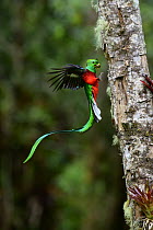 Resplendent quetzal (Pharomachrus mocinno) male, arriving at nest hole with fruit for chicks, Talamanca, Atlantic slope montane rainforest, Costa Rica.