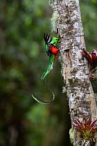 Resplendent quetzal (Pharomachrus mocinno) male, perched at entrance to nest hole feeding chicks, Talamanca, Atlantic slope montane rainforest, Costa Rica.