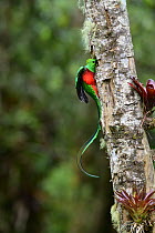 Resplendent quetzal (Pharomachrus mocinno) male, perched at entrance to nest hole with fruit for chicks, Talamanca, Atlantic slope montane rainforest, Costa Rica.