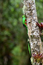 Resplendent quetzal (Pharomachrus mocinno) male, entering nest hole with fruit for chicks, Talamanca, Atlantic slope montane rainforest, Costa Rica.