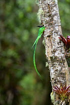 Resplendent quetzal (Pharomachrus mocinno) male, entering nest hole, Talamanca, Atlantic slope montane rainforest, Costa Rica.