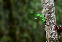 Resplendent quetzal (Pharomachrus mocinno) male, emerging from nest hole, Talamanca, Atlantic slope montane rainforest, Costa Rica.