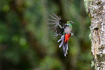 Resplendent quetzal (Pharomachrus mocinno) female, flying towards nest hole in rainforest, Talamanca, Atlantic slope montane rainforest, Costa Rica.