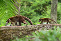 White-nosed coatis (Nasua narica) female with infant, walking along buttress root in lowland rainforest, Osa Peninsula, Costa Rica.