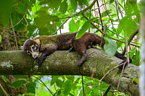 White-nosed coati (Nasua narica) resting on branch in forest understory, lowland rainforest, Osa Peninsula, Costa Rica.