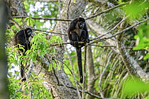 Two Mantled howler monkeys (Alouatta palliata) sitting on branch in rainforest canopy, Osa Peninsula, Costa Rica.