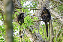Two Mantled howler monkeys (Alouatta palliata) sitting on branch in rainforest canopy, one calling, Osa Peninsula, Costa Rica.