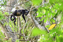 Mantled howler monkey (Alouatta palliata) resting on branch in rainforest canopy, Osa Peninsula, Costa Rica.