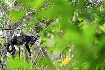 Mantled howler monkey (Alouatta palliata) resting on branch, calling, in rainforest canopy, Osa Peninsula, Costa Rica.