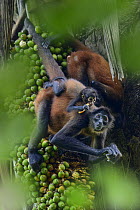 Central American spider monkey (Ateles geoffroyi) female with infant feeding on palm fruits, Osa Peninsula, Costa Rica. Endangered.