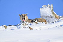 Puma (Puma concolor) juvenile male, yawning while resting in deep snow, Torres del Paine National Park, Patagonia, Chile.