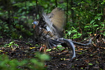 Great argus (Argusianus argus) male, courtship display on cleared dancing ground on rainforest floor, Danum Valley, Sabah, Borneo.