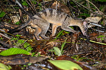 Banded civet (Hemigalus derbyanus) juvenile male, foraging in leaf litter at night in lowland rainforest, Danum Valley, Sabah, Borneo.