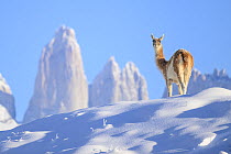 Guanaco (Lama guanicoe) standing in deep snow, with 'Towers' in the background, Torres del Paine National Park, Patagonia, Chile.