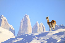 Guanaco (Lama guanicoe) syanding in deep snow, with 'Towers' in the background, Torres del Paine National Park, Patagonia, Chile.