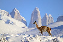 Guanaco (Lama guanicoe) walking in deep snow, with 'Towers' in the background, Torres del Paine National Park, Patagonia, Chile.