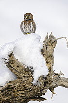 Austral pygmy owl (Glaucidium nana) perched on snow covered tree stump, Torres del Paine National Park, Patagonia, Chile.