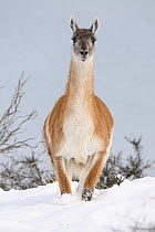 Guanaco (Lama guanicoe) standing in snow on the shore of Lago Pehoe, Torres del Paine National Park, Patagonia, Chile.