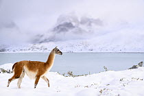 Guanaco (Lama guanicoe) walking along snow-covered shore of Lago Pehoe, with Torres del Paine massif in the background, Torres del Paine National Park, Patagonia, Chile.